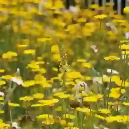 Perennial Tuscan Hills Mix 